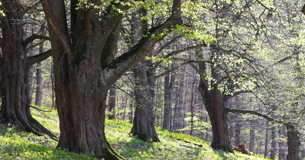 heldere zonnestralen in een bos